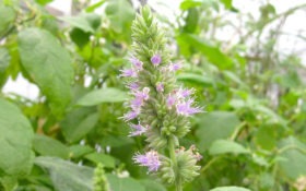 patchouli-e1514825719886.jpg